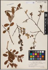 Foto von Salix aurita L. x Salix myrtilloides L.